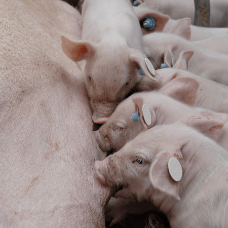 Mma Schwein Mma Schwein