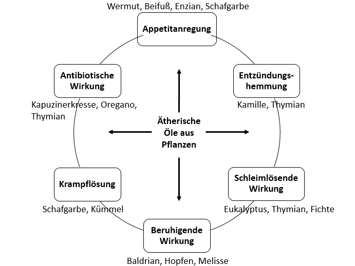 Übersicht der Wirkung ätherischer Öle