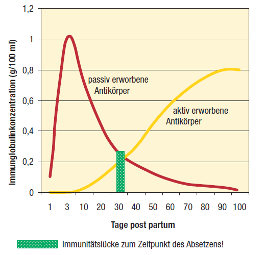 Grafische Abbildung, die den Verlauf des Immunglobulinspiegels nach der Geburt darstellt