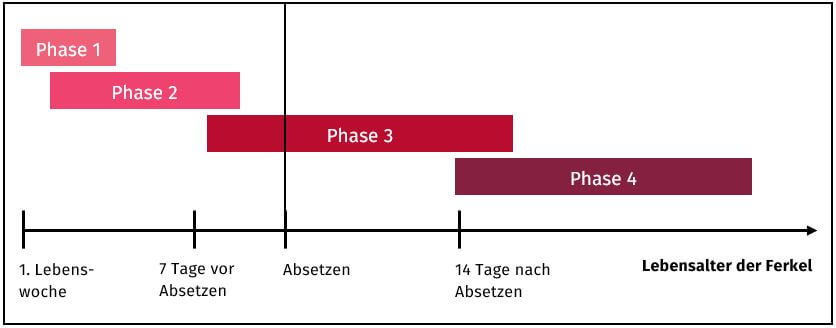 Grafik zu den Umstellungszeitpunkten der Fütterungsphasen von Ferkeln in Abhängigkeit der Futteraufnahme während der Säugezeit