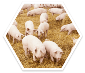 Schweine auf Stroh in der biologischen Schweinehaltung. ActivePro